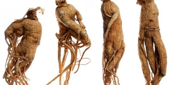Ginseng root to enhance the penis